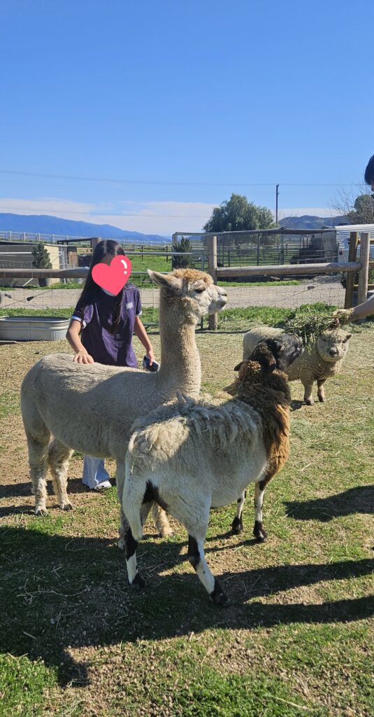 Hawk Ranch의 The Alpaca Hacienda에서 아이들이 동물에게 먹이를 주며 교감하는 모습. 프라이빗 투어로 즐기는 동물 체험 투어.